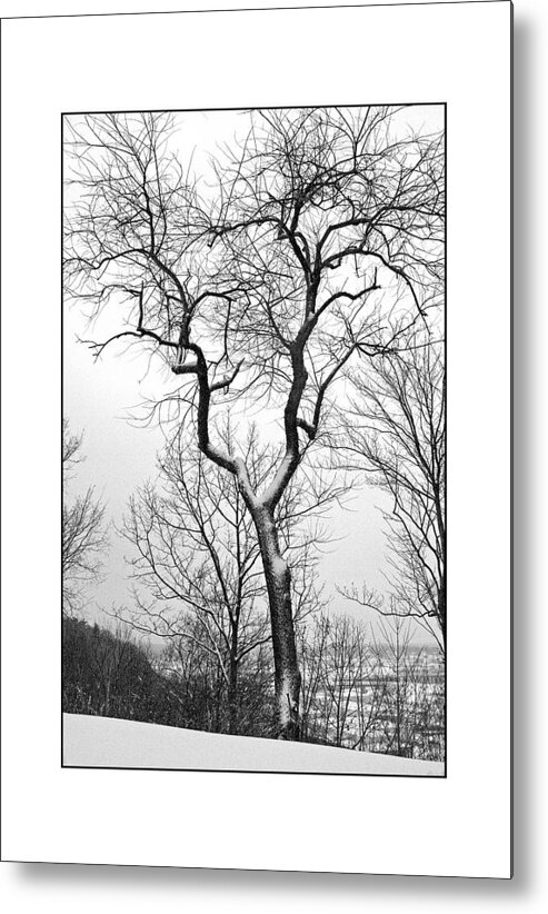 Tree Metal Print featuring the photograph Tree On The Western Promenade by Filipe N Marques