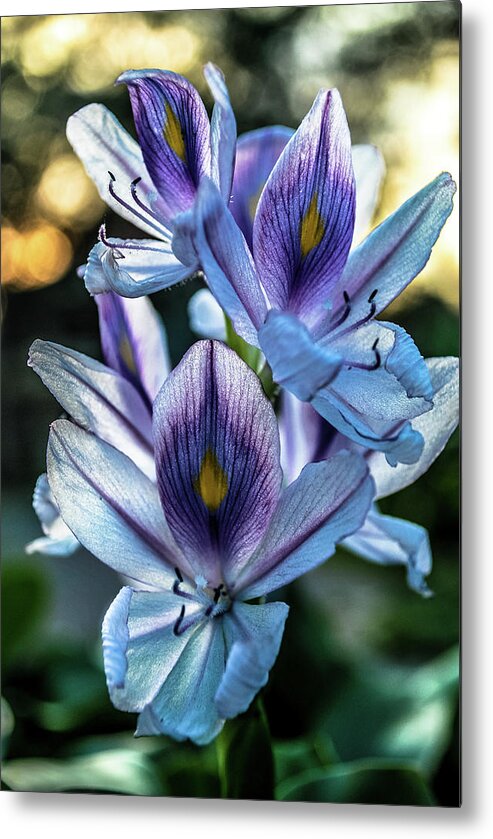 Lilies Metal Print featuring the photograph Tropical Oldies by Miguel Winterpacht