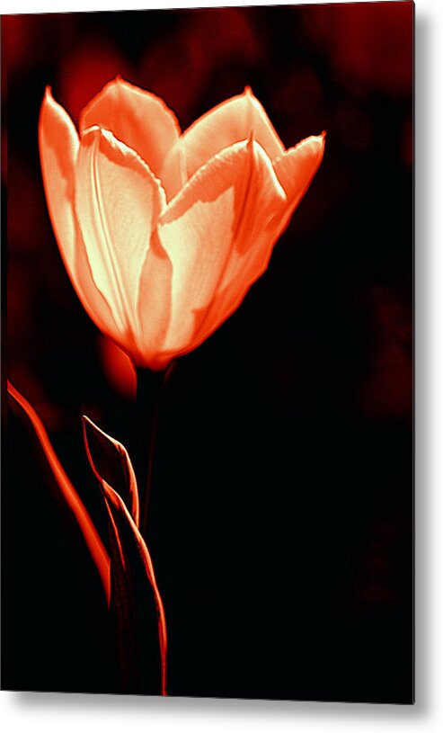 Art Metal Print featuring the photograph Tulip I Orange on Black by Joan Han