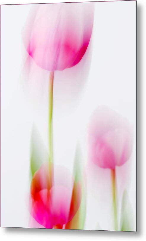 Tulip Metal Print featuring the photograph Tulip Impressions by Diane Fifield
