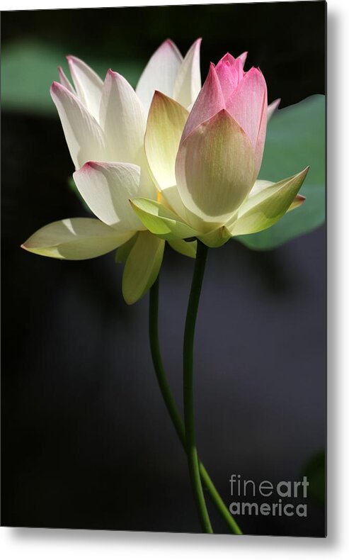 Lotus Metal Print featuring the photograph Two Lotus Flowers by Sabrina L Ryan