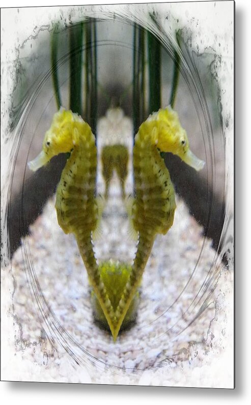 Sea Horse Metal Print featuring the photograph Under the Sea by Stoney Lawrentz