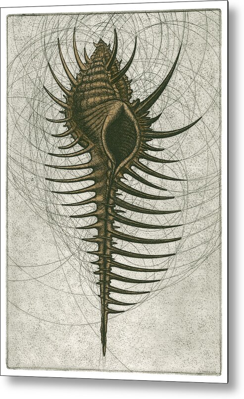 Venus Metal Print featuring the drawing Venus Comb Murex by Charles Harden