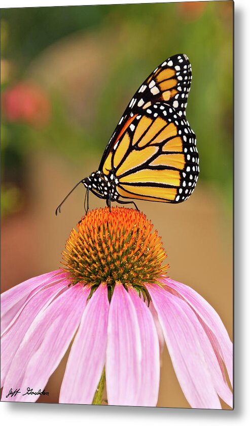 Animal Metal Print featuring the photograph Monarch Butterfly on a Purple Coneflower by Jeff Goulden