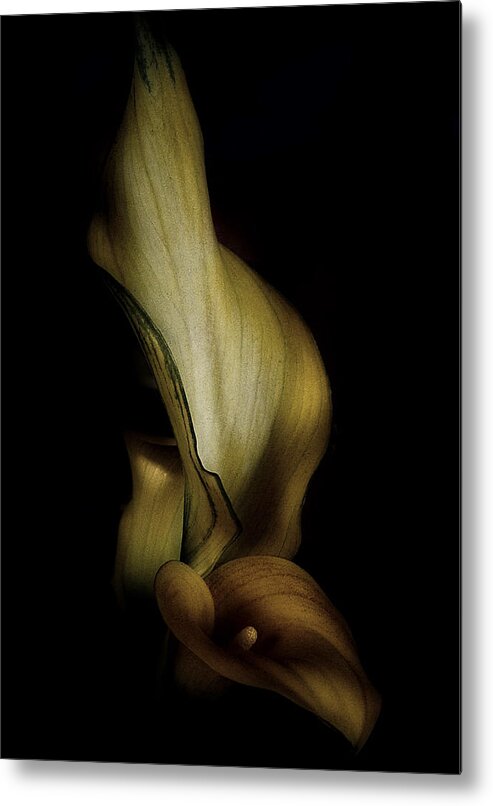 Calla Lily Metal Print featuring the photograph Vintage Calla Lily by Richard Cummings