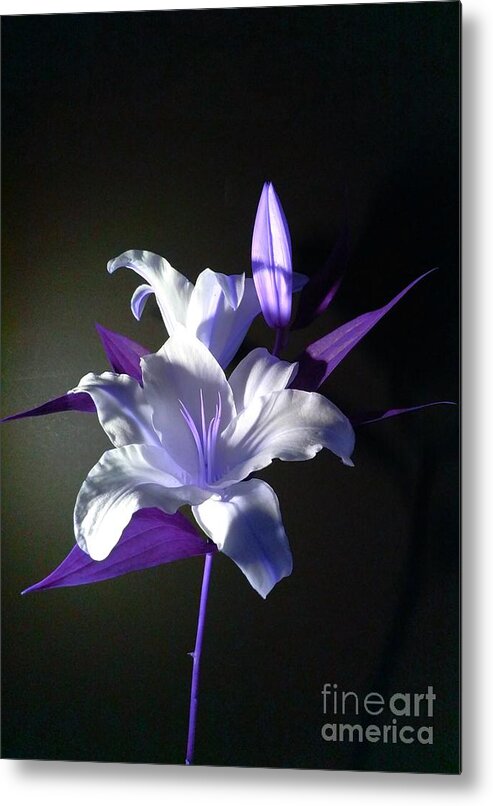Violet Metal Print featuring the photograph Violet Lily by Delynn Addams