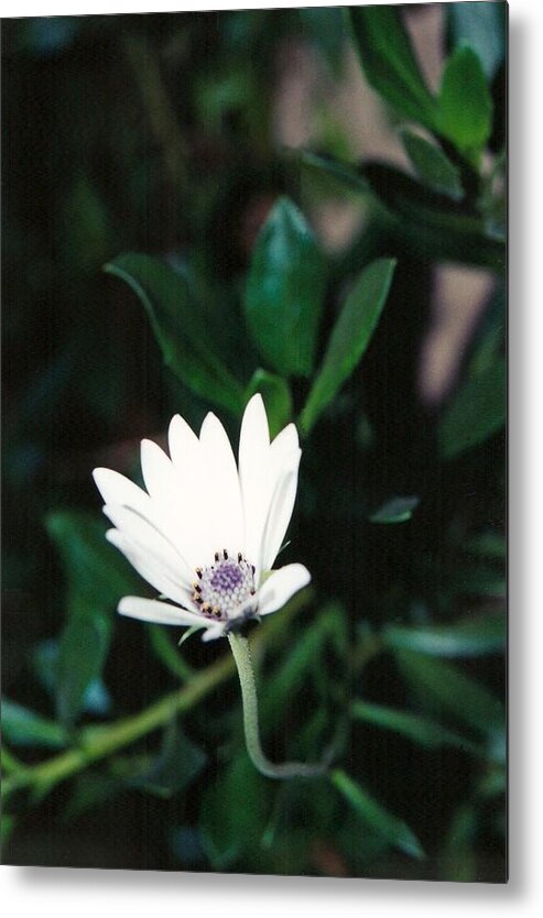 Floral Metal Print featuring the photograph Virtue Lies Within by Brian Edward Harris