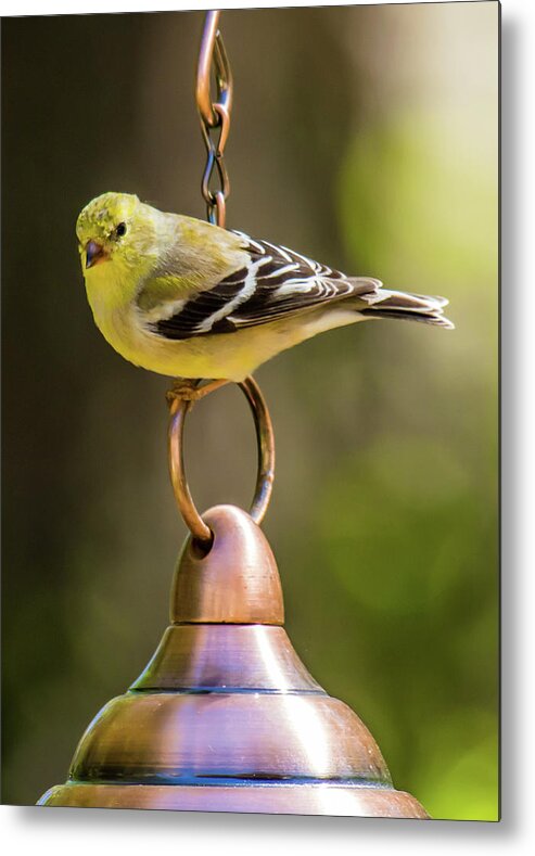 American Goldfinch Metal Print featuring the photograph We need more food Mr. Jackson by Robert L Jackson