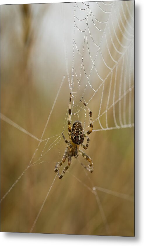 Arachnids Metal Print featuring the photograph Web Walker by Robert Potts