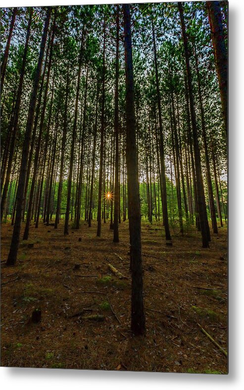 Trees Metal Print featuring the photograph Welcome to the Jungle by Joe Holley