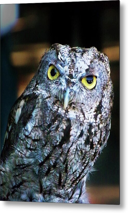 Owl Metal Print featuring the photograph Western Screech Owl by Anthony Jones