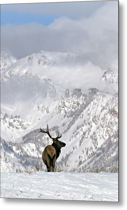 Elk Metal Print featuring the photograph What a View by Ronnie And Frances Howard