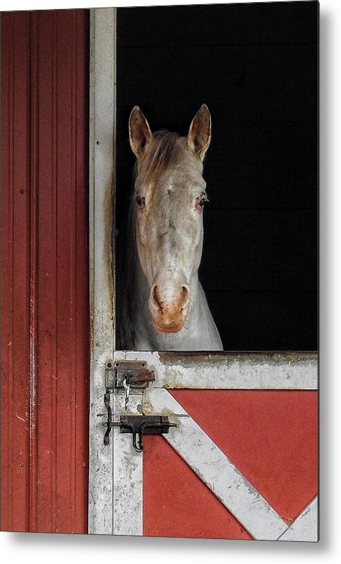  Metal Print featuring the photograph White horse by Renee Longo