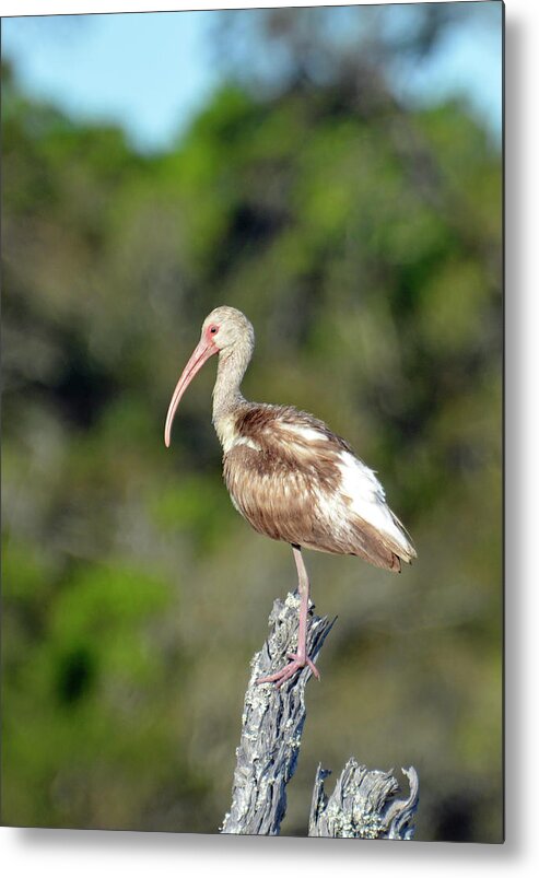 Jekyll Island Metal Print featuring the photograph White Ibis in Jekyll Island Marsh by Bruce Gourley