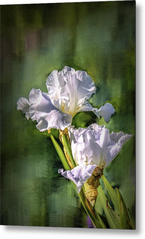 White Metal Print featuring the photograph White iris on abstract background #g4 by Leif Sohlman