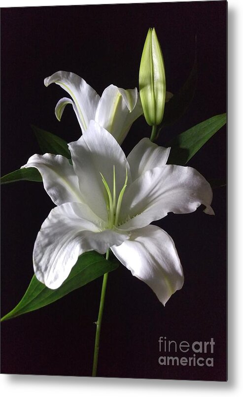 Photography Metal Print featuring the photograph White Lily by Delynn Addams