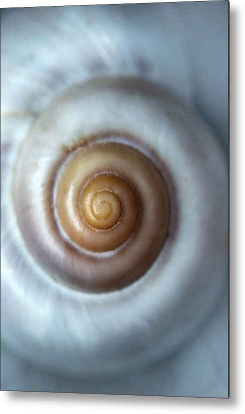 Shell Metal Print featuring the photograph White snail shell by Jaroslaw Blaminsky