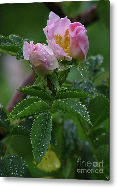 Flower Metal Print featuring the photograph Wild Rose Buds by Deborah Johnson