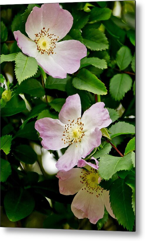 Wild Roses Metal Print featuring the photograph Wild Roses. Trio. by Elena Perelman