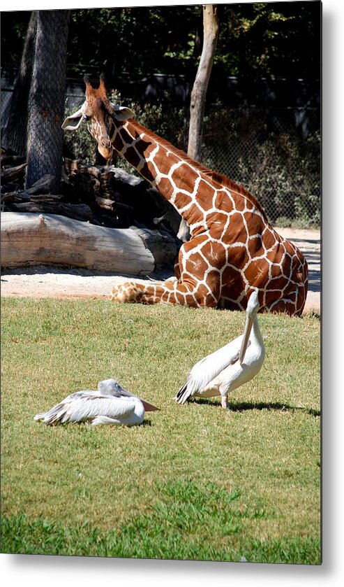 Ft. Worth Zoo Metal Print featuring the photograph Wildlife Enjoys the Sun by Kenny Glover