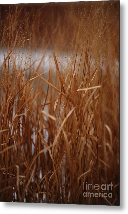 Grass Metal Print featuring the photograph Winter Grass - 1 by Linda Shafer