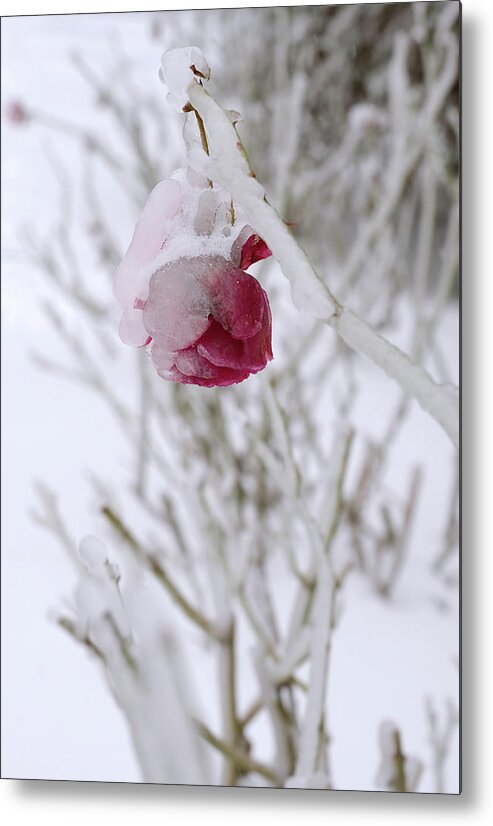 Rose Metal Print featuring the photograph Winter Rose by Arthur Fix