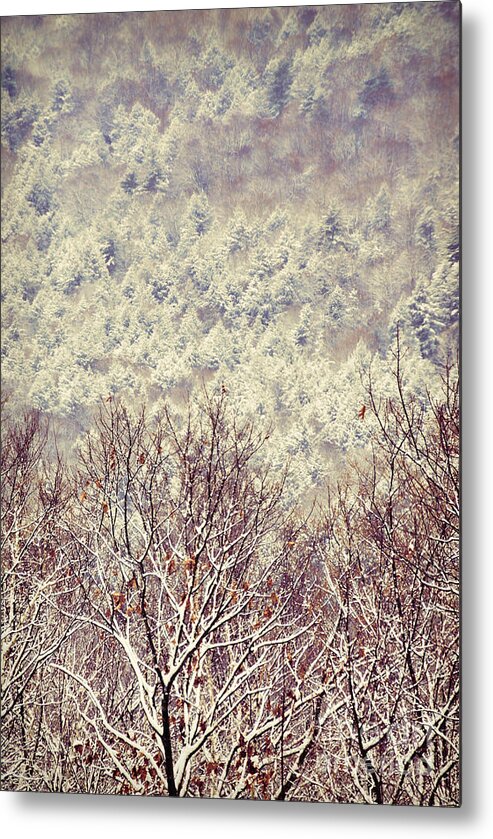 Beauty Metal Print featuring the photograph Winter Scenic by HD Connelly