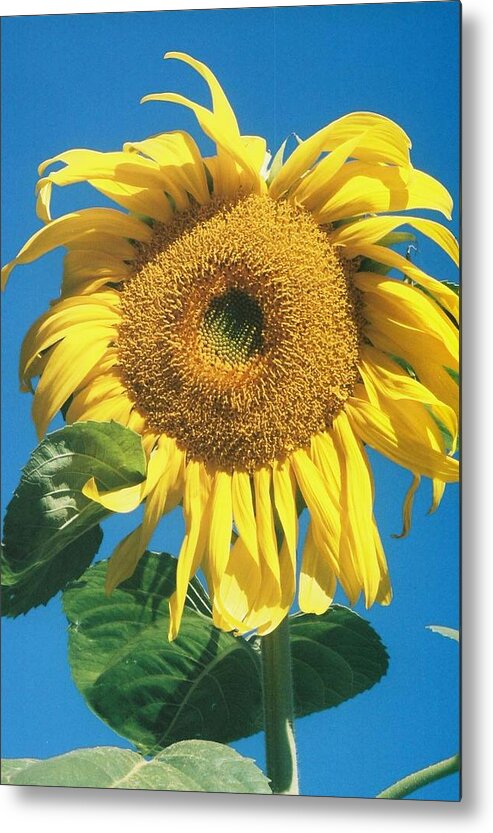 Sunflower Metal Print featuring the photograph Wow by Billie Colson