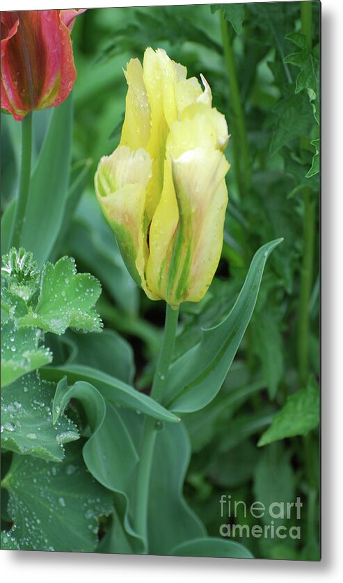 Tulip Metal Print featuring the photograph Yellow and Green Striped Tulip Flower Bud by DejaVu Designs