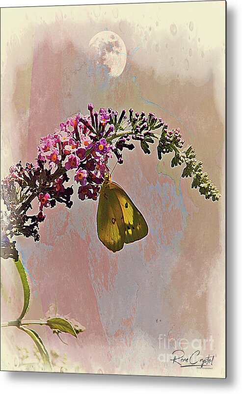 Moth Metal Print featuring the photograph You, Me And The Daytime Moon by Rene Crystal