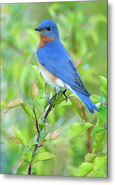 Bluebird Metal Print featuring the photograph Bluebird Joy #2 by William Jobes