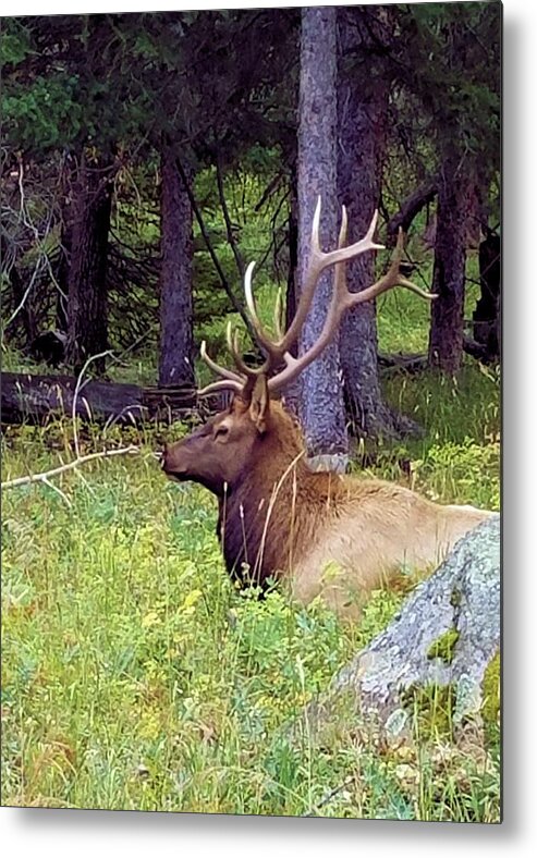  Metal Print featuring the photograph Elk I by Karen Stansberry