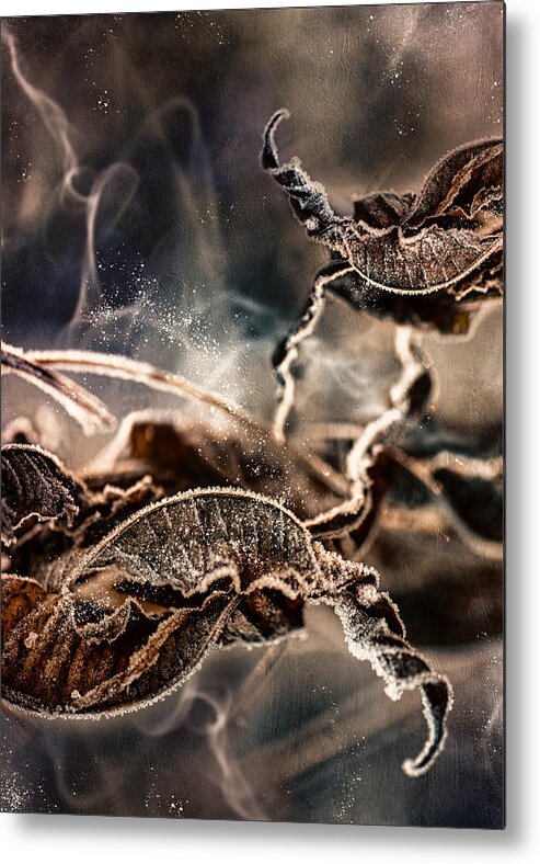 Macro
Macroart
Frost
Winter
Plant Metal Print featuring the photograph Frost #1 by Kristina Zvinakeviciute