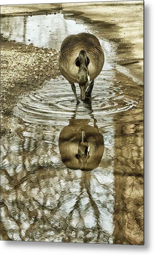 Geese Metal Print featuring the photograph Mirror Mirror by Cate Franklyn