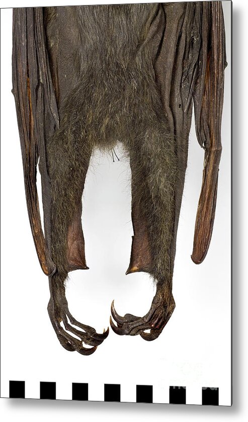 White Background Metal Print featuring the photograph Grey-headed Flying Fox #2 by Natural History Museum, London/science Photo Library