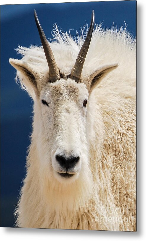 Mountain Metal Print featuring the photograph Mountain goat #1 by Steven Liveoak