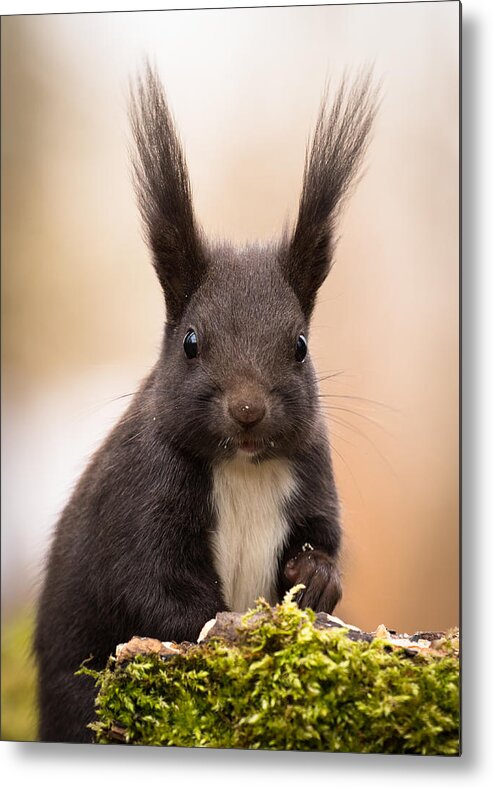 Squirrel Metal Print featuring the photograph Squirrel #2 by Robert Adamec