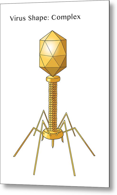 Bacteriophage Metal Print featuring the photograph Virus Shape, Complex, Illustration #2 by Monica Schroeder