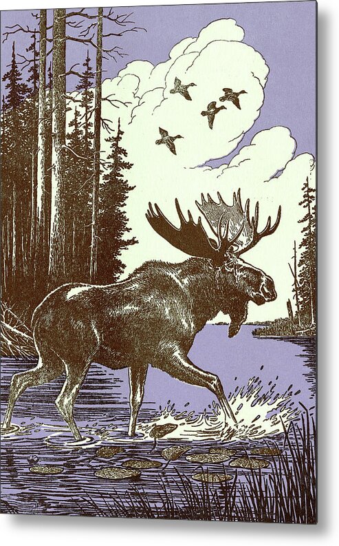 Animal Metal Poster featuring the drawing Moose #5 by CSA Images