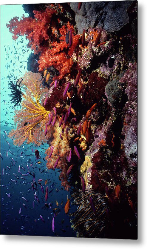 Underwater Metal Print featuring the photograph Anthias Explosion by Tammy616