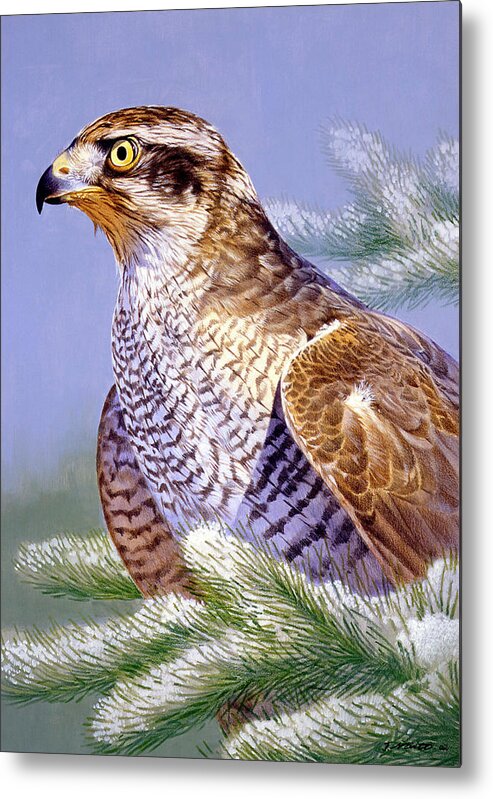 Hawk Metal Print featuring the painting Basking by Joh Naito
