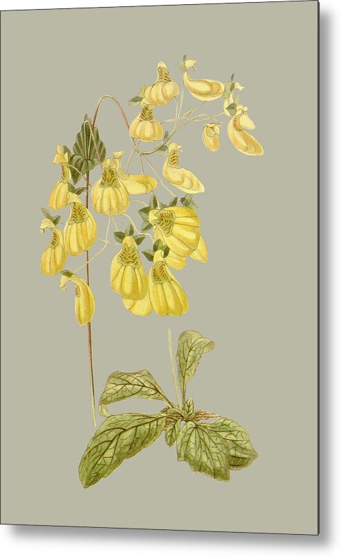 Botanical & Floral Metal Print featuring the painting Botanical Array IIi by Vision Studio