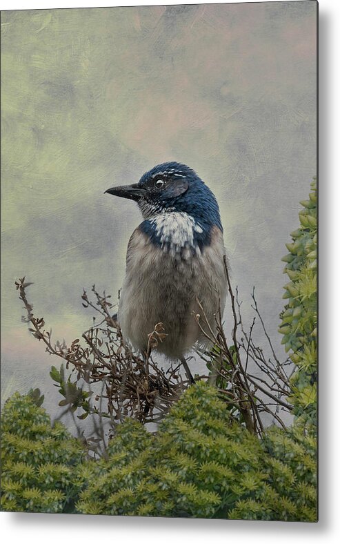Bird Metal Print featuring the photograph California Scrub Jay - Vertical by Patti Deters