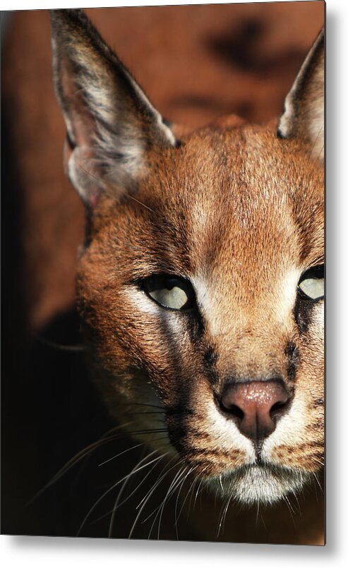 One Animal Metal Print featuring the photograph Caracal Portrait by Gp232