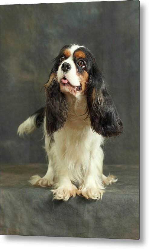Pets Metal Print featuring the photograph Cavalier King Charles Spaniel by Sergey Ryumin