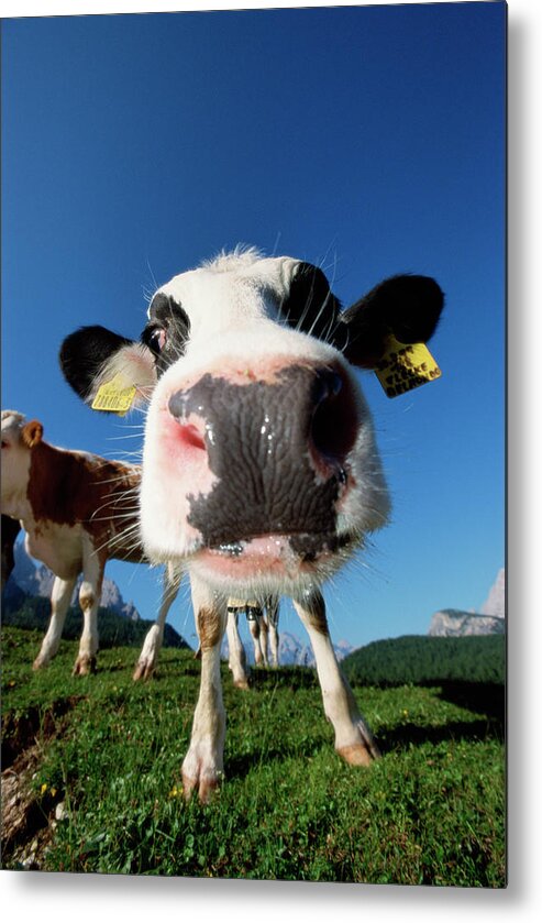 Animal Nose Metal Print featuring the photograph Close-up Of Cows Nose by Martin Ruegner