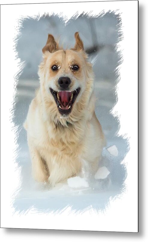 Crazy Metal Print featuring the photograph Crazy Dog Cutout by White Mountain Images
