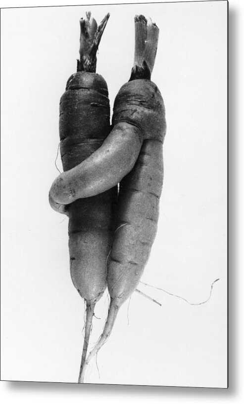 1980-1989 Metal Print featuring the photograph Cuddling Carrots by Keystone