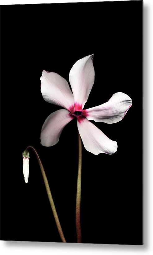 Black Background Metal Print featuring the photograph Cyclamen Flower Against Black Background by Mike Hill
