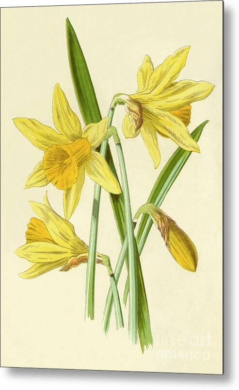 White Background Metal Print featuring the drawing Daffodil by Print Collector